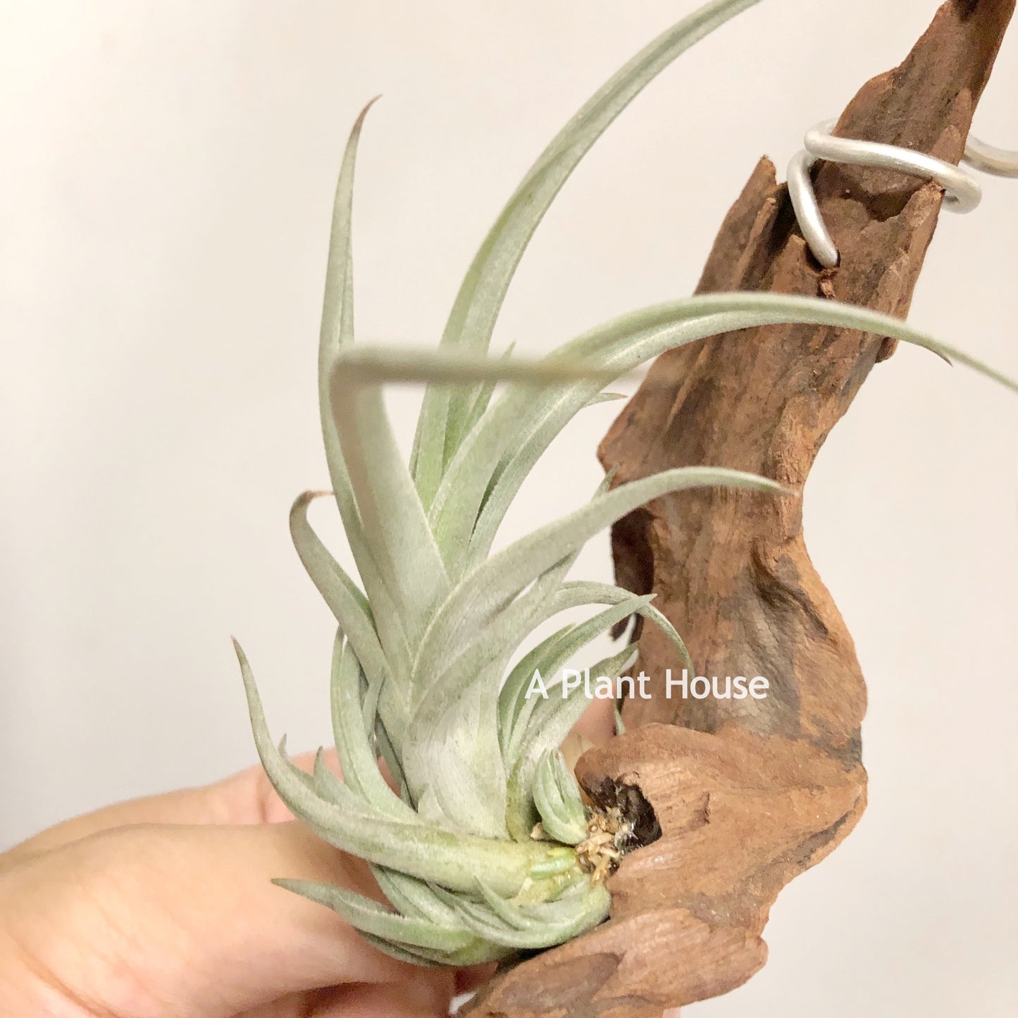 Tillandsia Bermejoensis