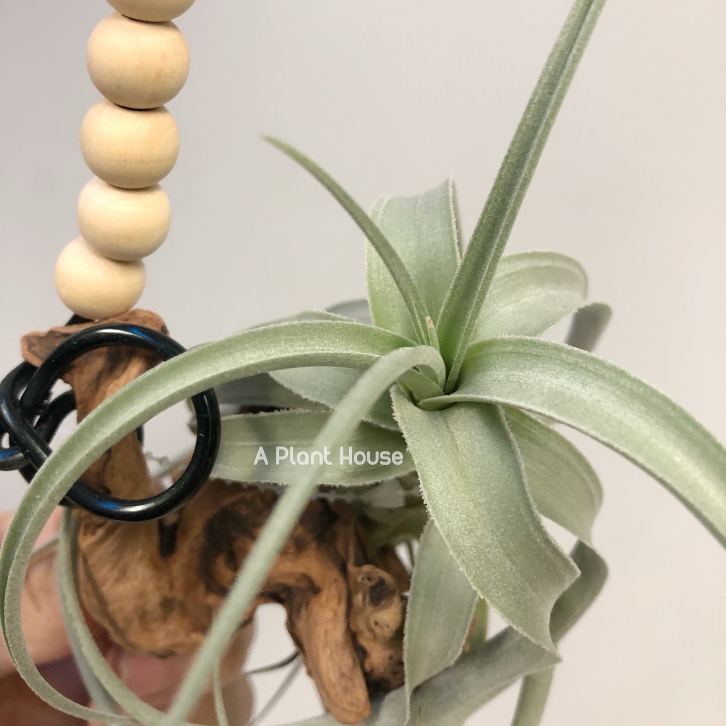 Tillandsia Bermejoensis