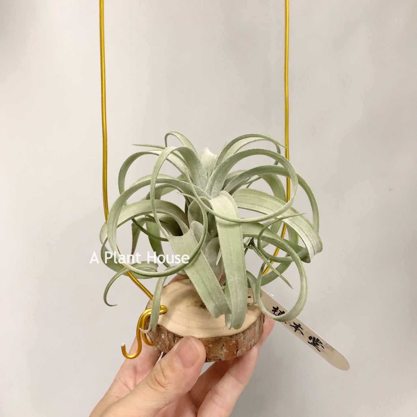 Tillandsia Guerreroensis x Novakii