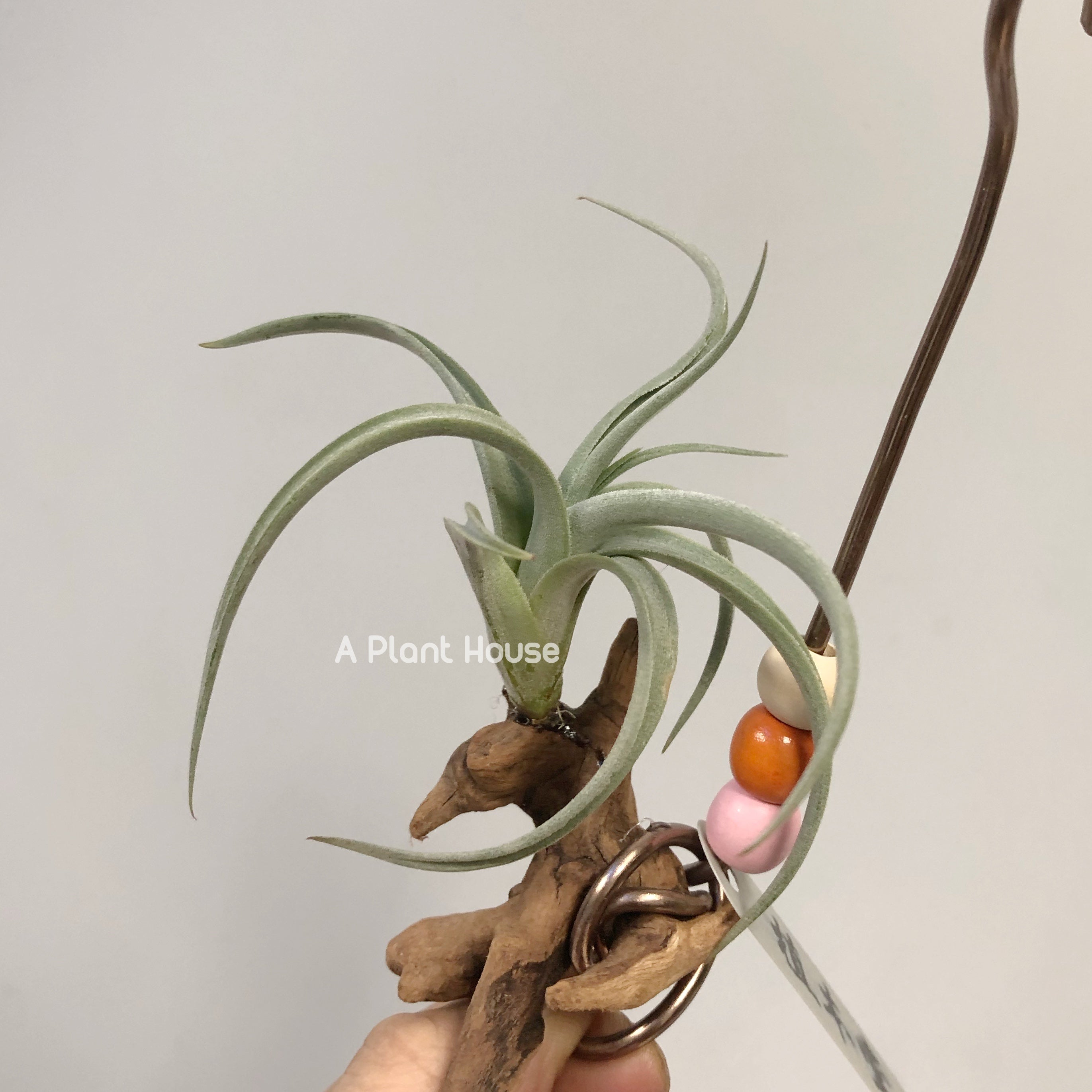 air plant 中文 Tillandsia Micans 'Hybrid' – APlantHouse