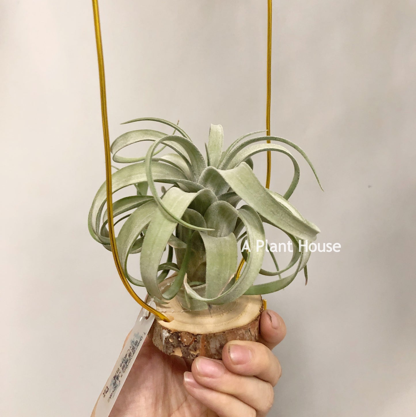 Tillandsia Guerreroensis x Novakii