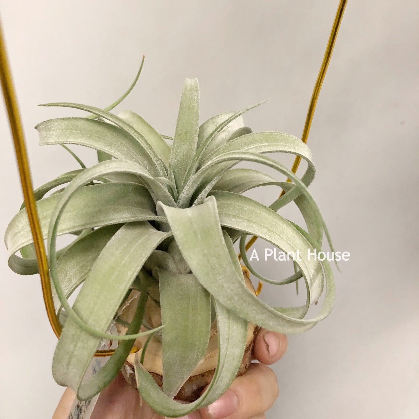 Tillandsia Guerreroensis x Novakii