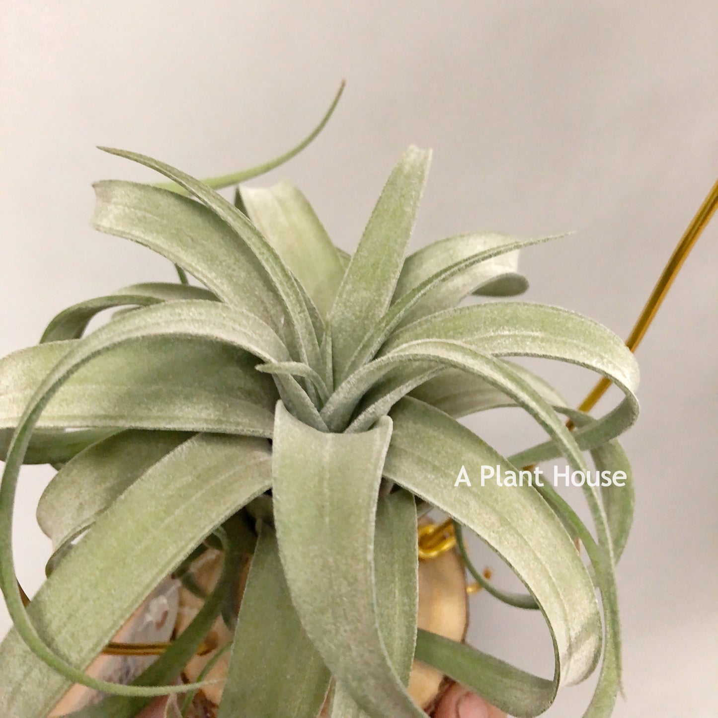 Tillandsia Guerreroensis x Novakii