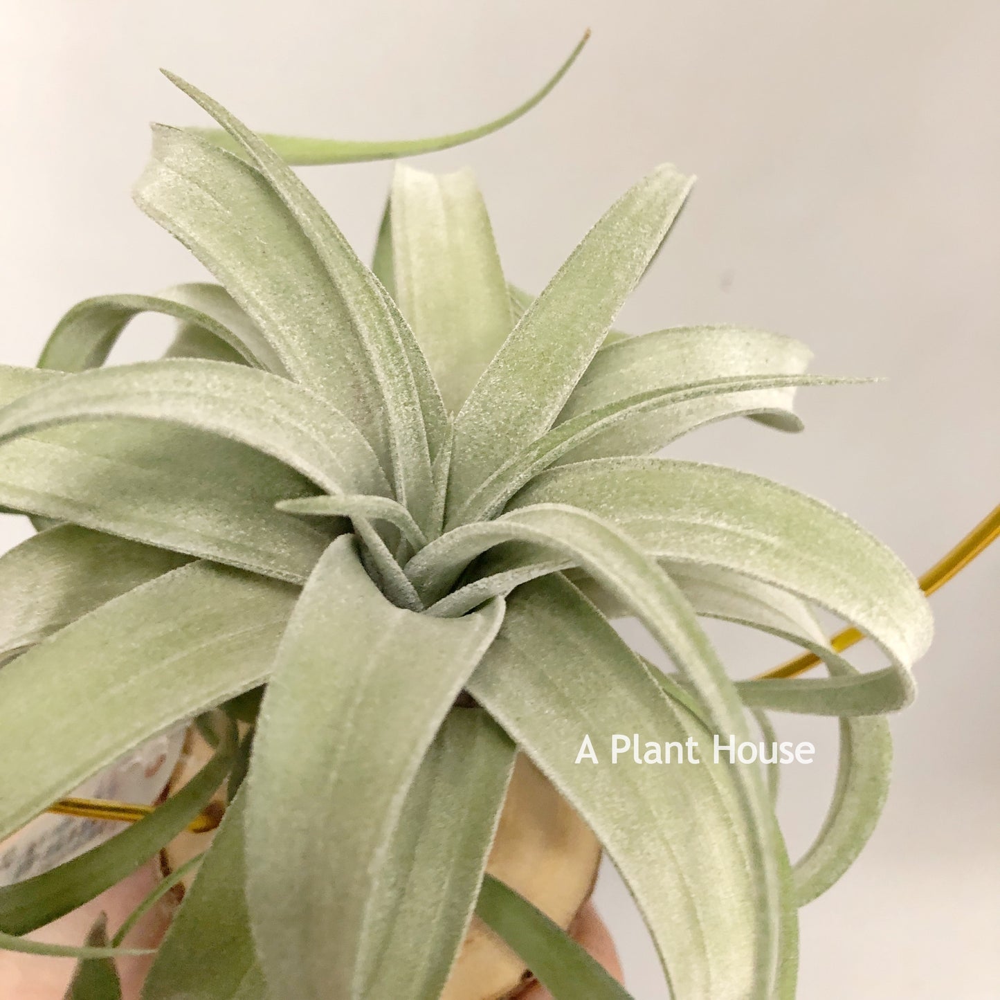 Tillandsia Guerreroensis x Novakii