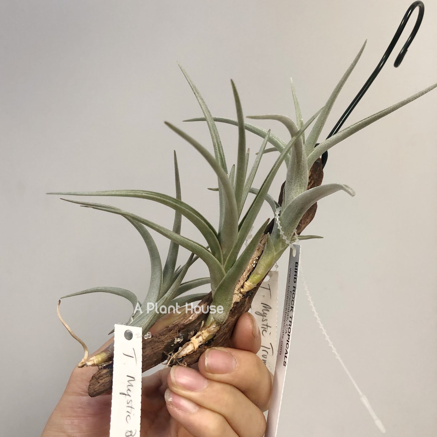Tillandsia Mystic Burgundy、 Mystic Trumpet、Mystic Rainbow Pink