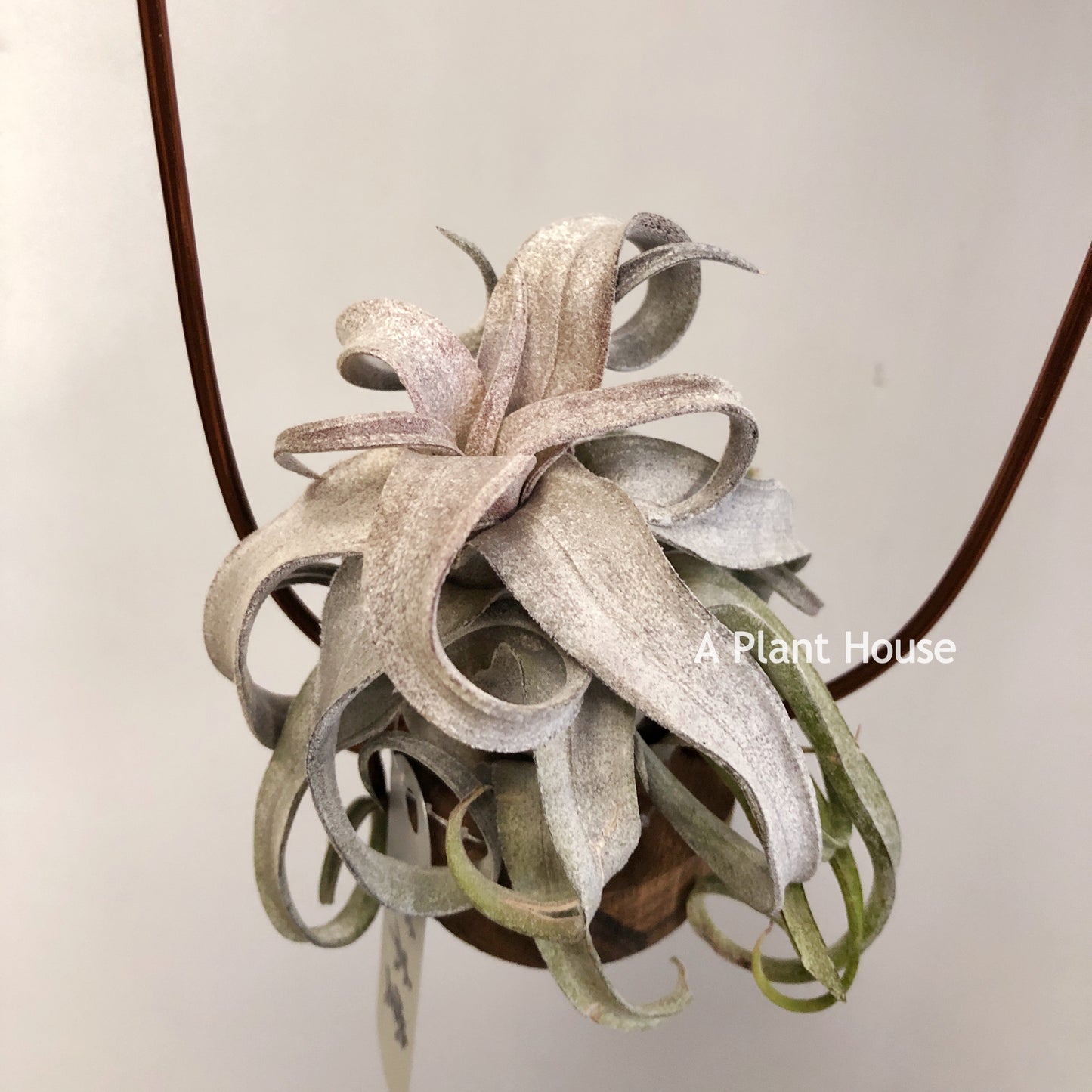 Tillandsia Red Robin