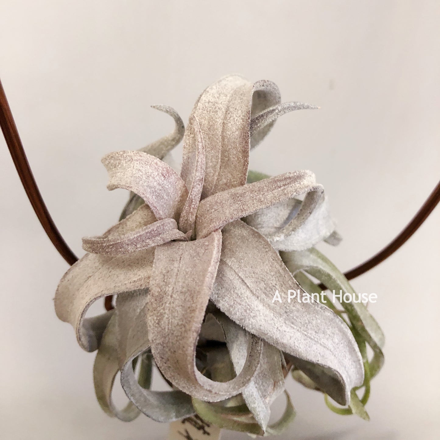 Tillandsia Red Robin
