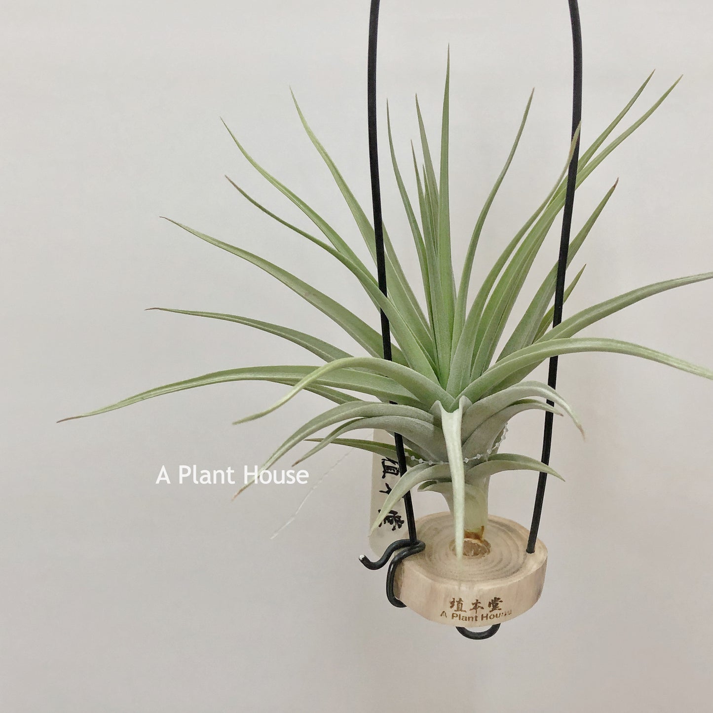 Tillandsia Blue Ice