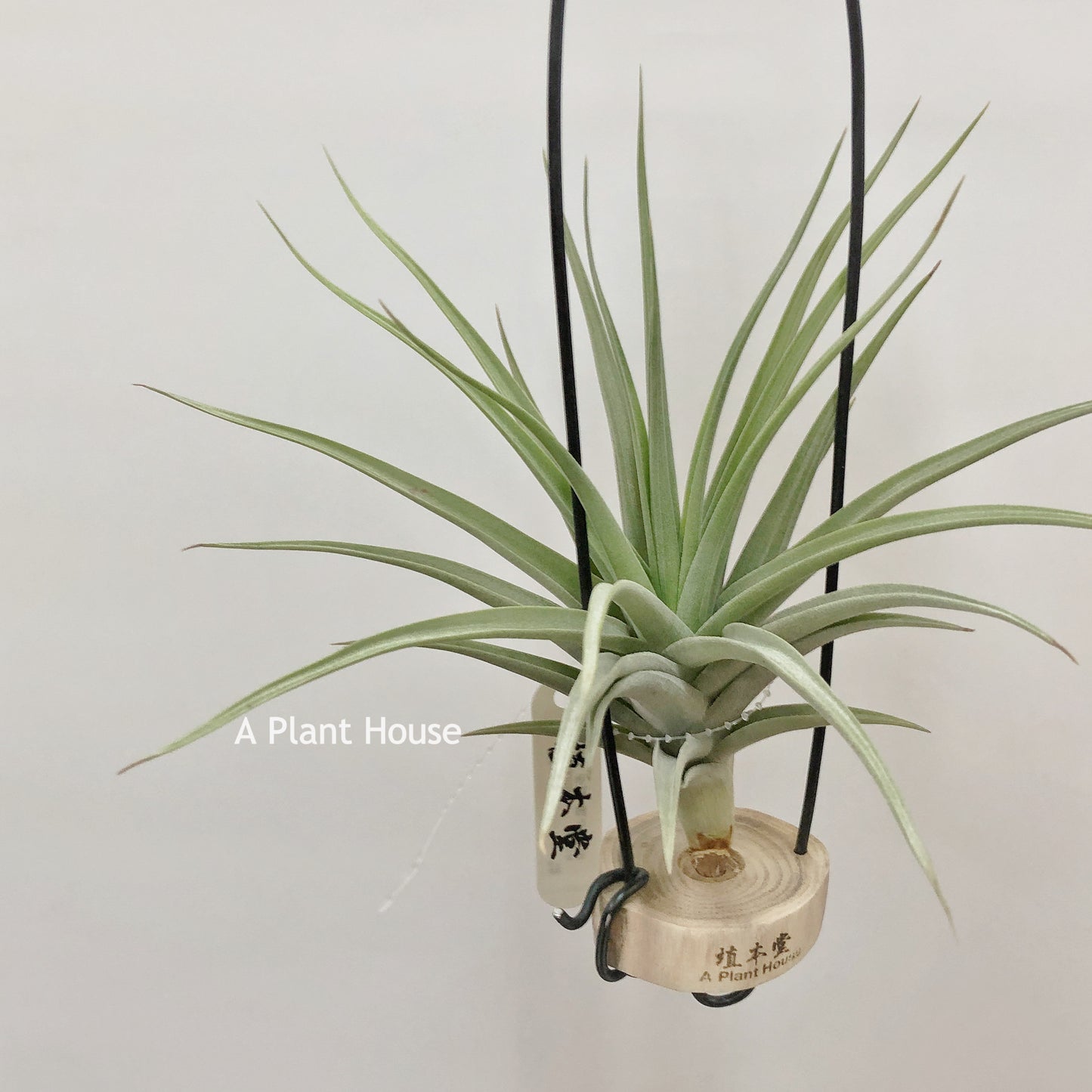 Tillandsia Blue Ice