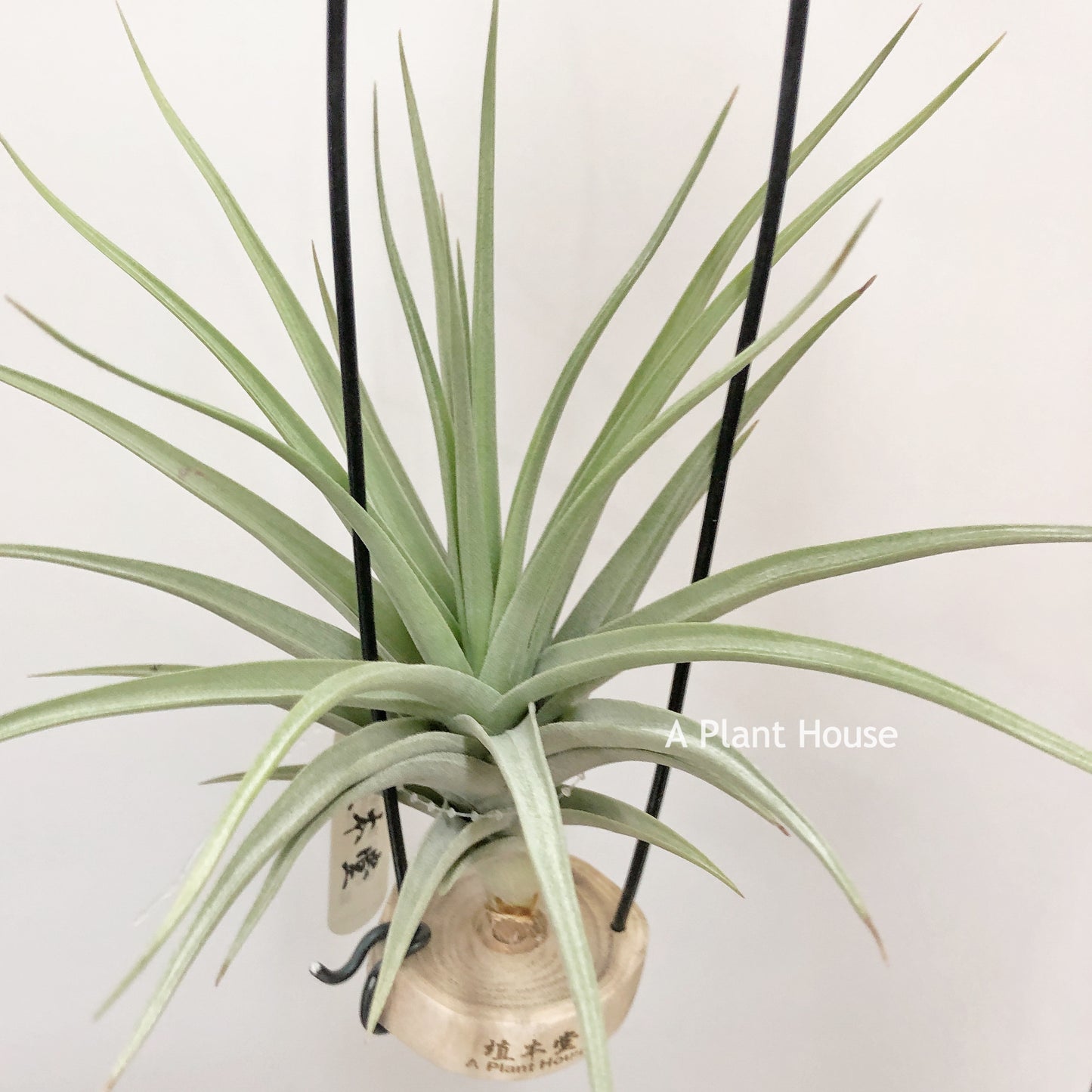 Tillandsia Blue Ice