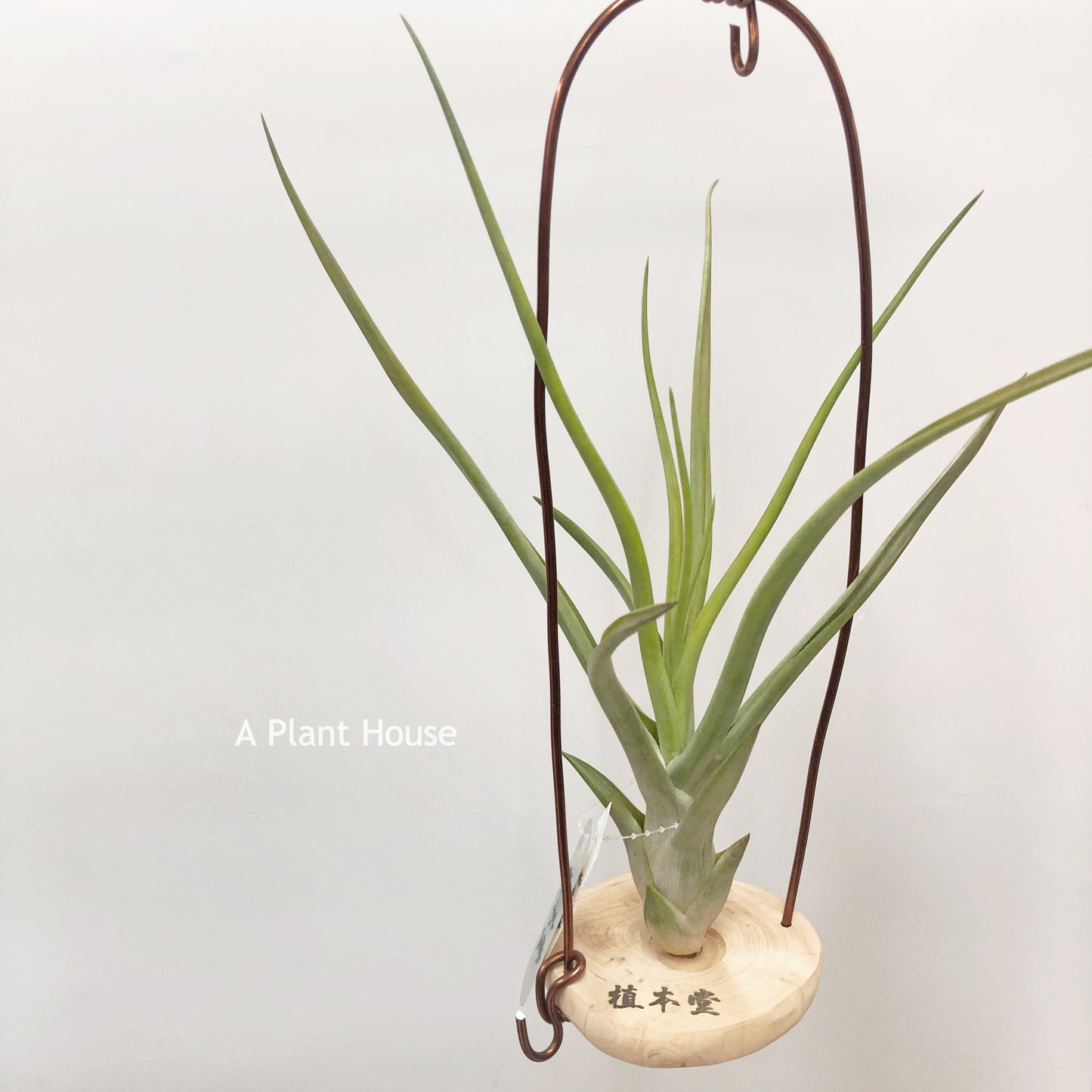 Tillandsia Mali Dofitas