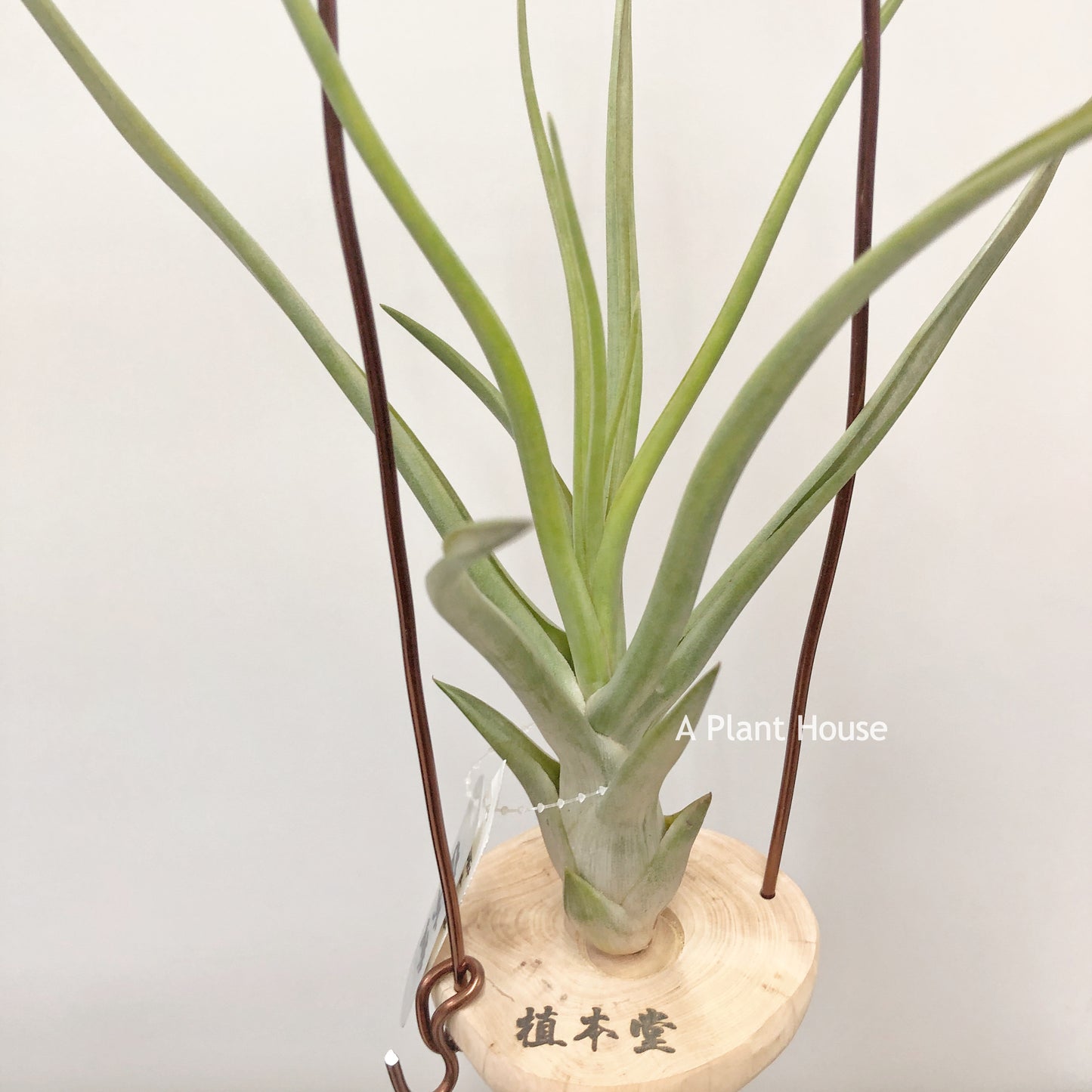 Tillandsia Mali Dofitas