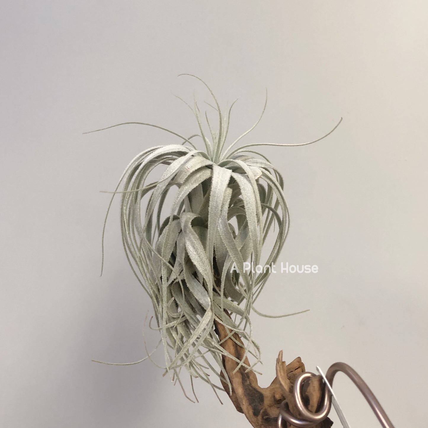 Tillandsia Chapeuensis
