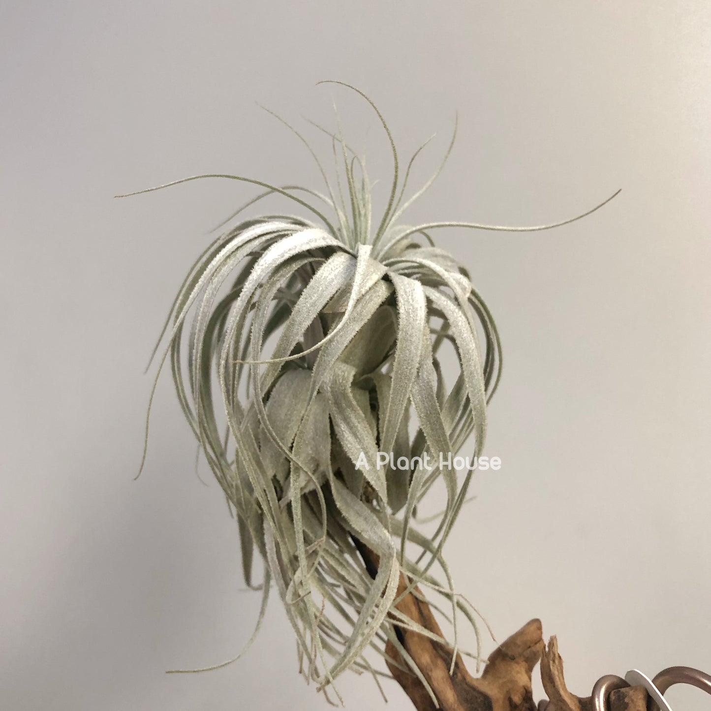 Tillandsia Chapeuensis