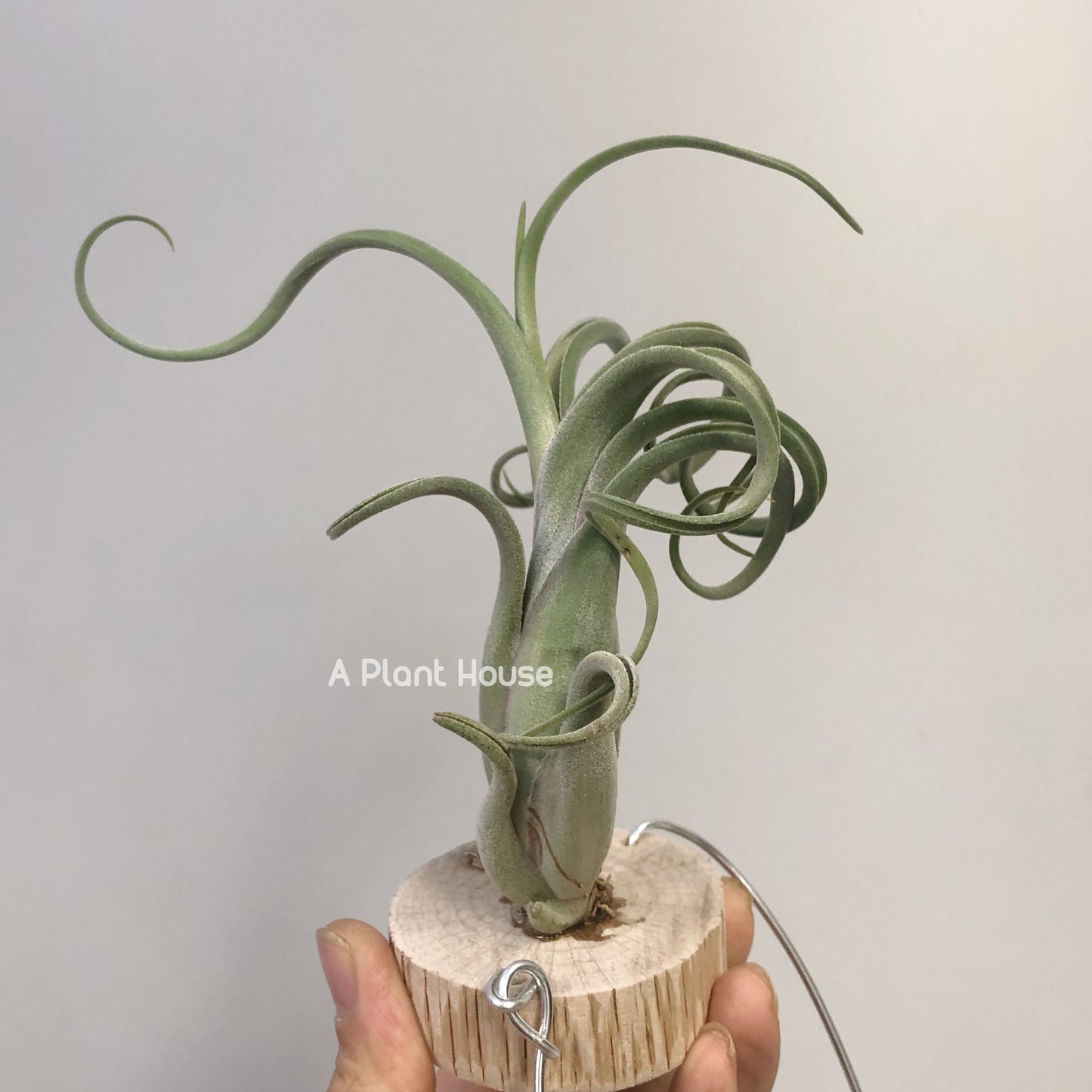 Tillandsia Sister Theresa