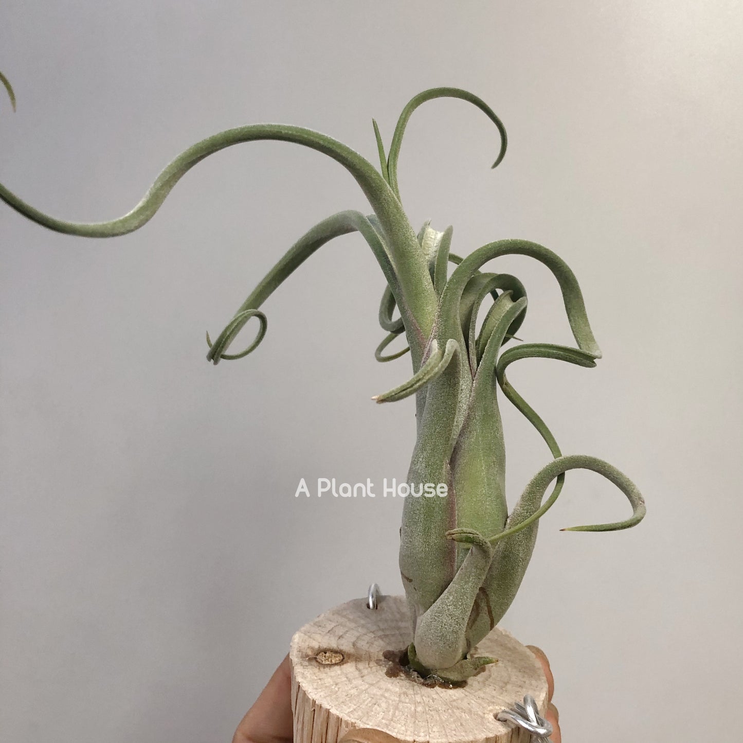 Tillandsia Sister Theresa