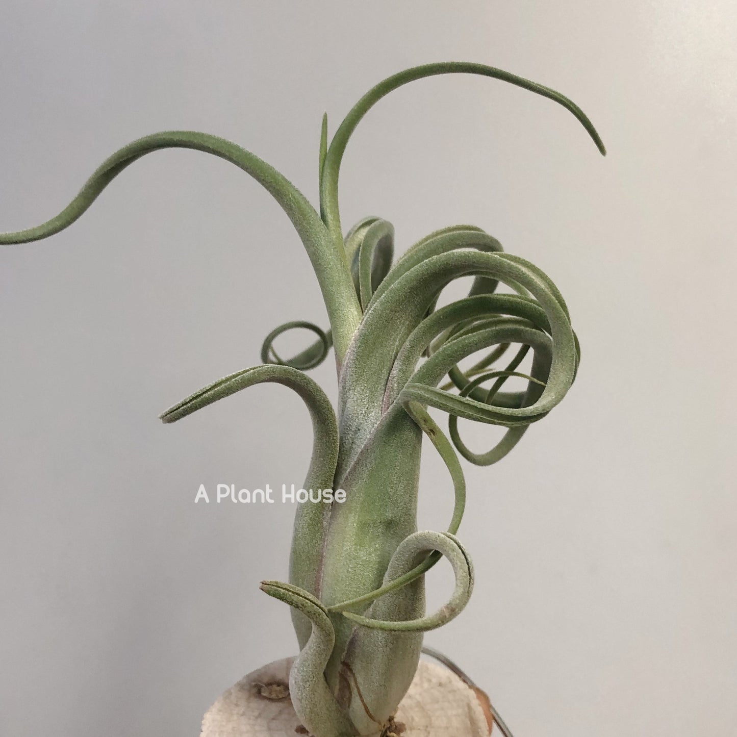 Tillandsia Sister Theresa