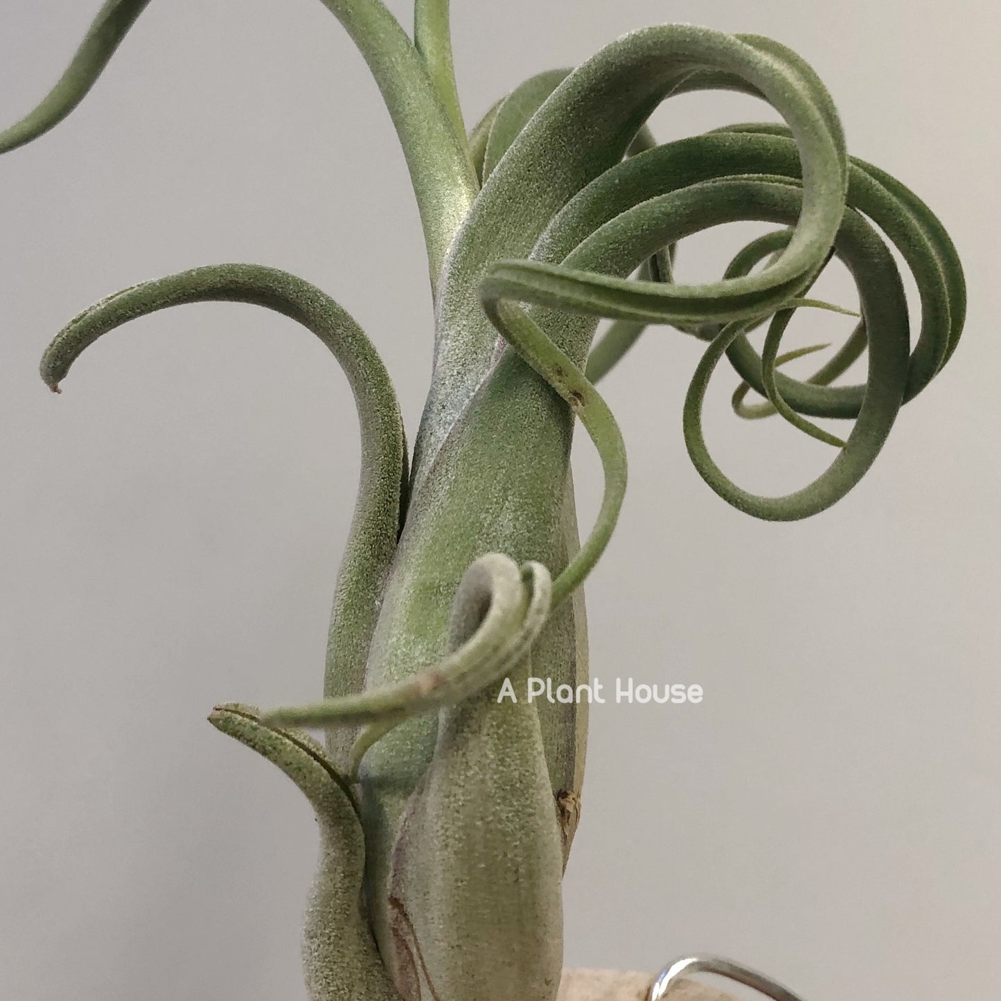 Tillandsia Sister Theresa
