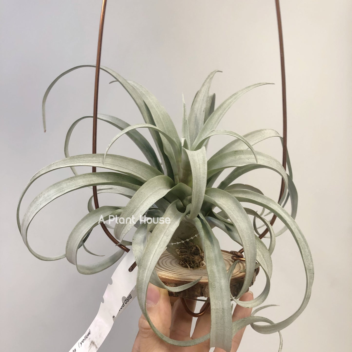 Tillandsia Capitata Yellow
