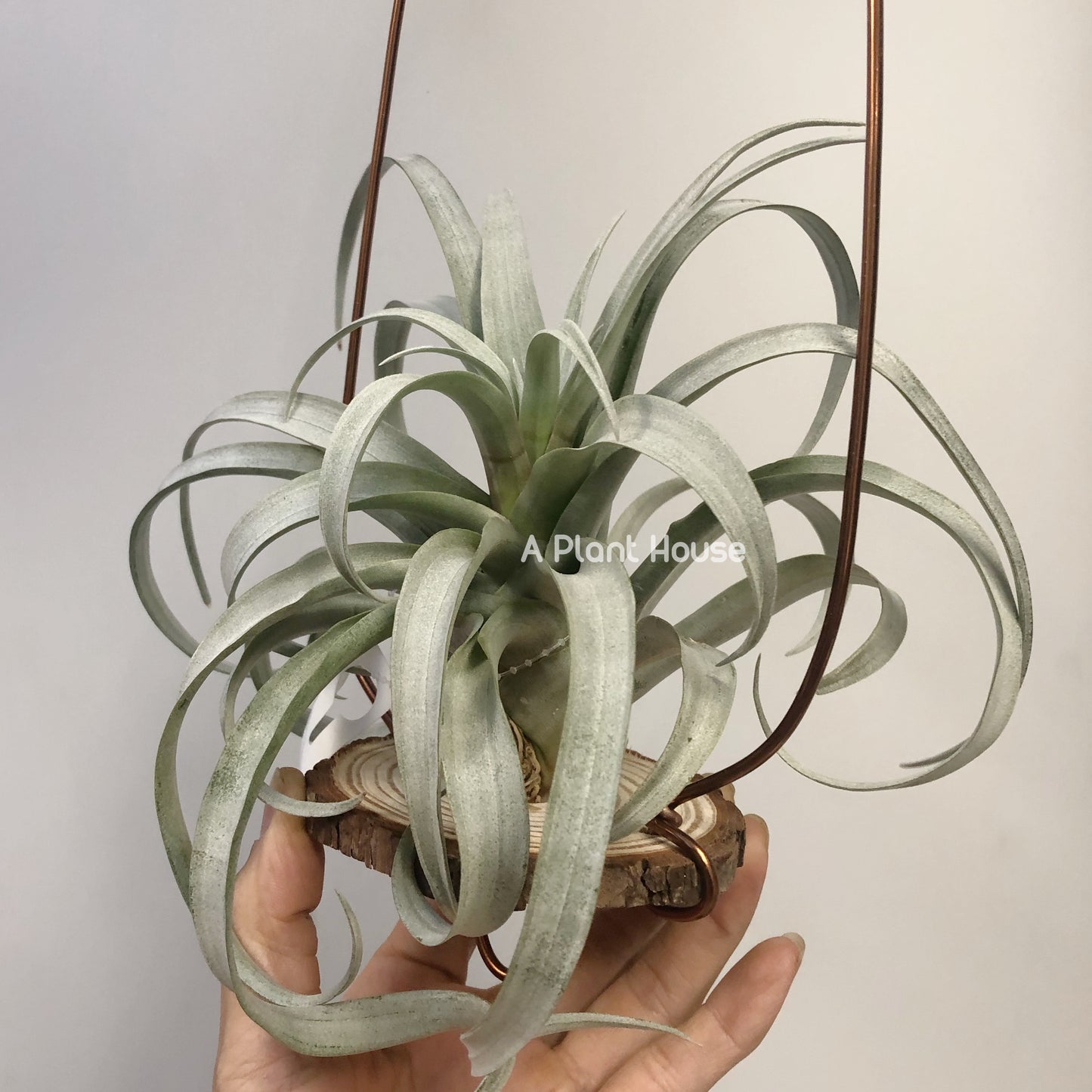 Tillandsia Capitata Yellow