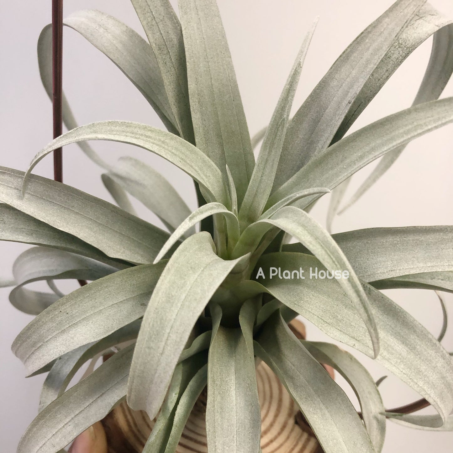 Tillandsia Capitata Yellow