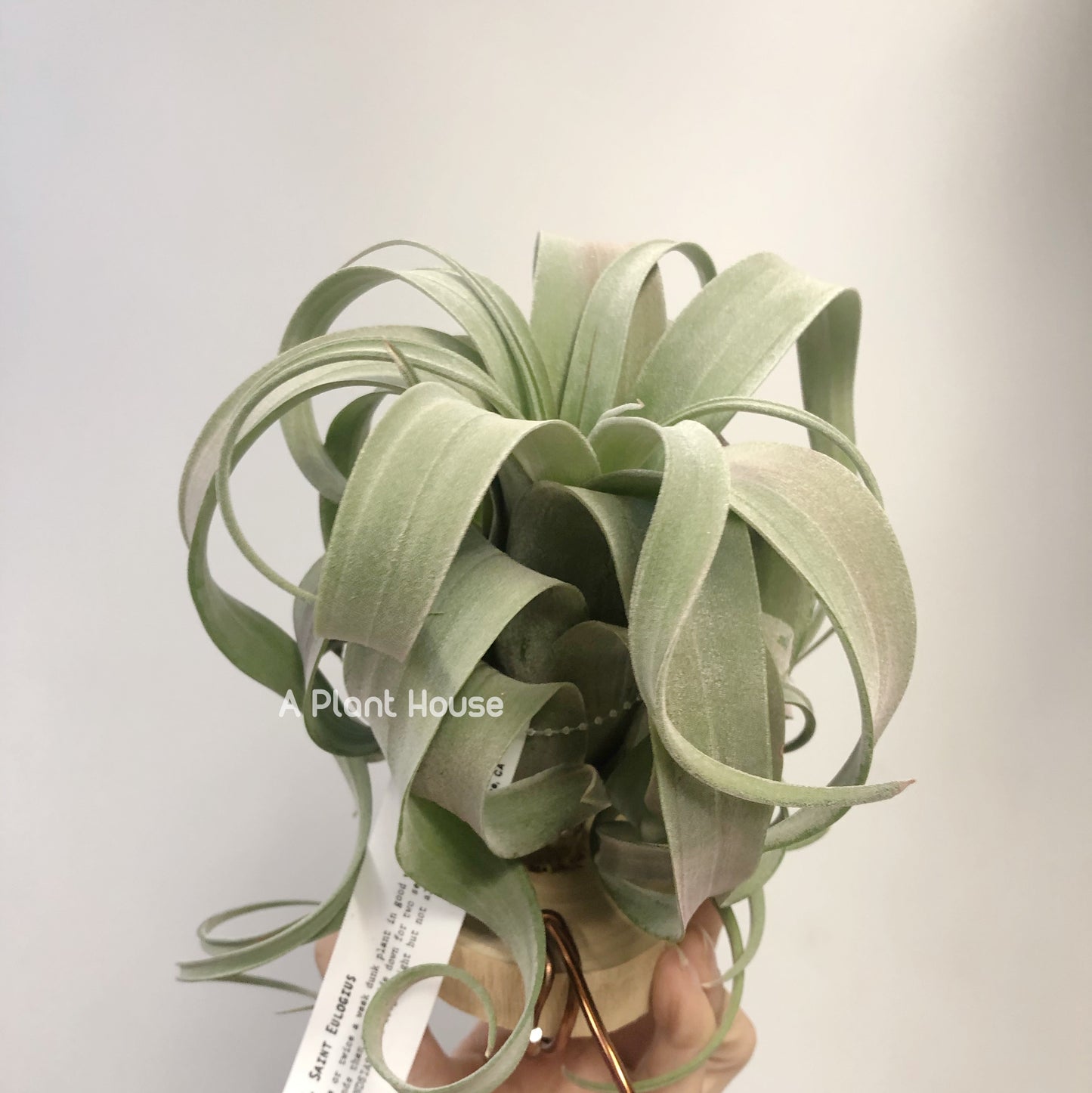 Tillandsia Saint Eulogius