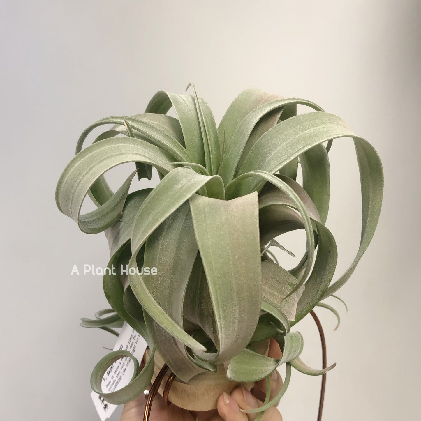 Tillandsia Saint Eulogius