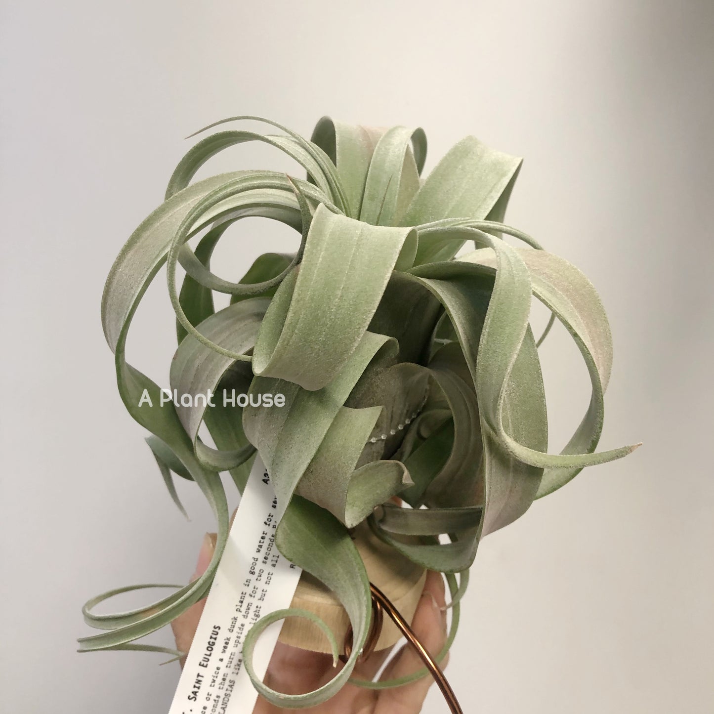 Tillandsia Saint Eulogius