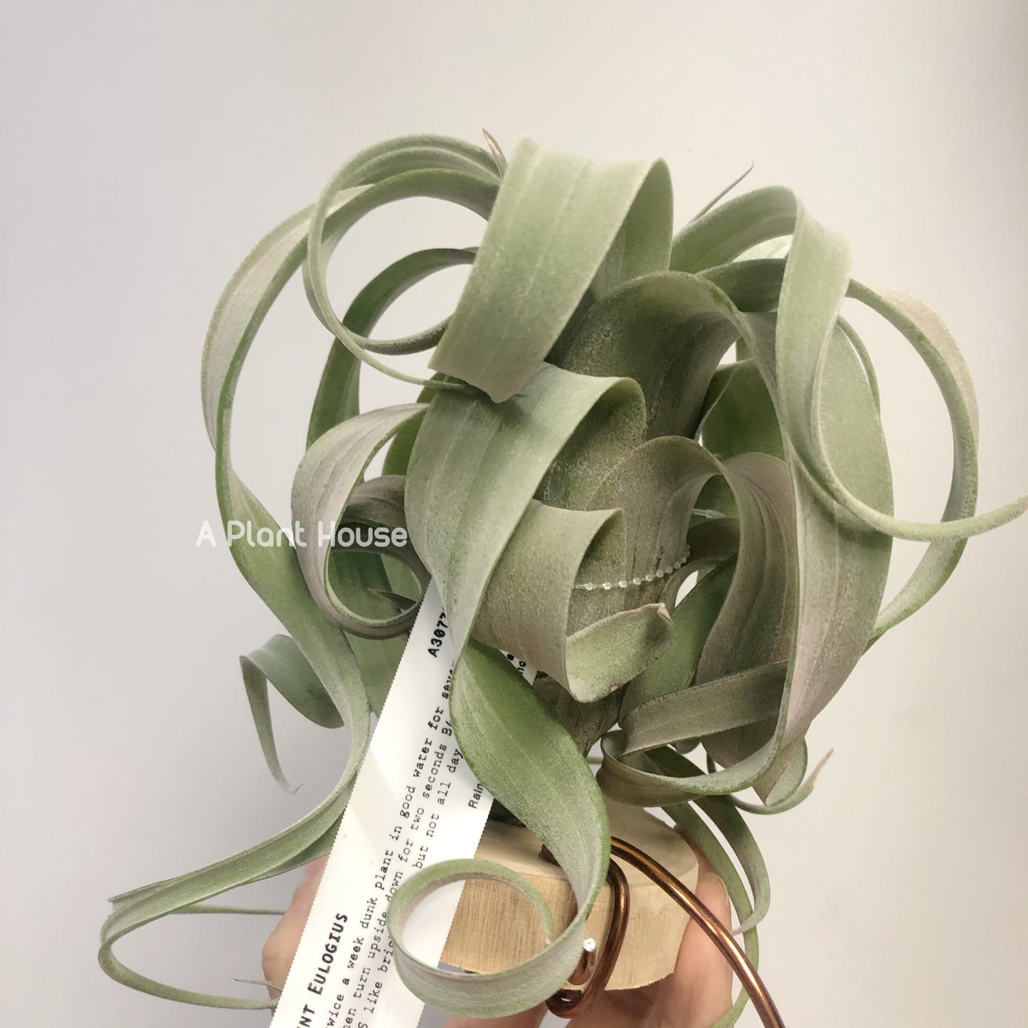 Tillandsia Saint Eulogius