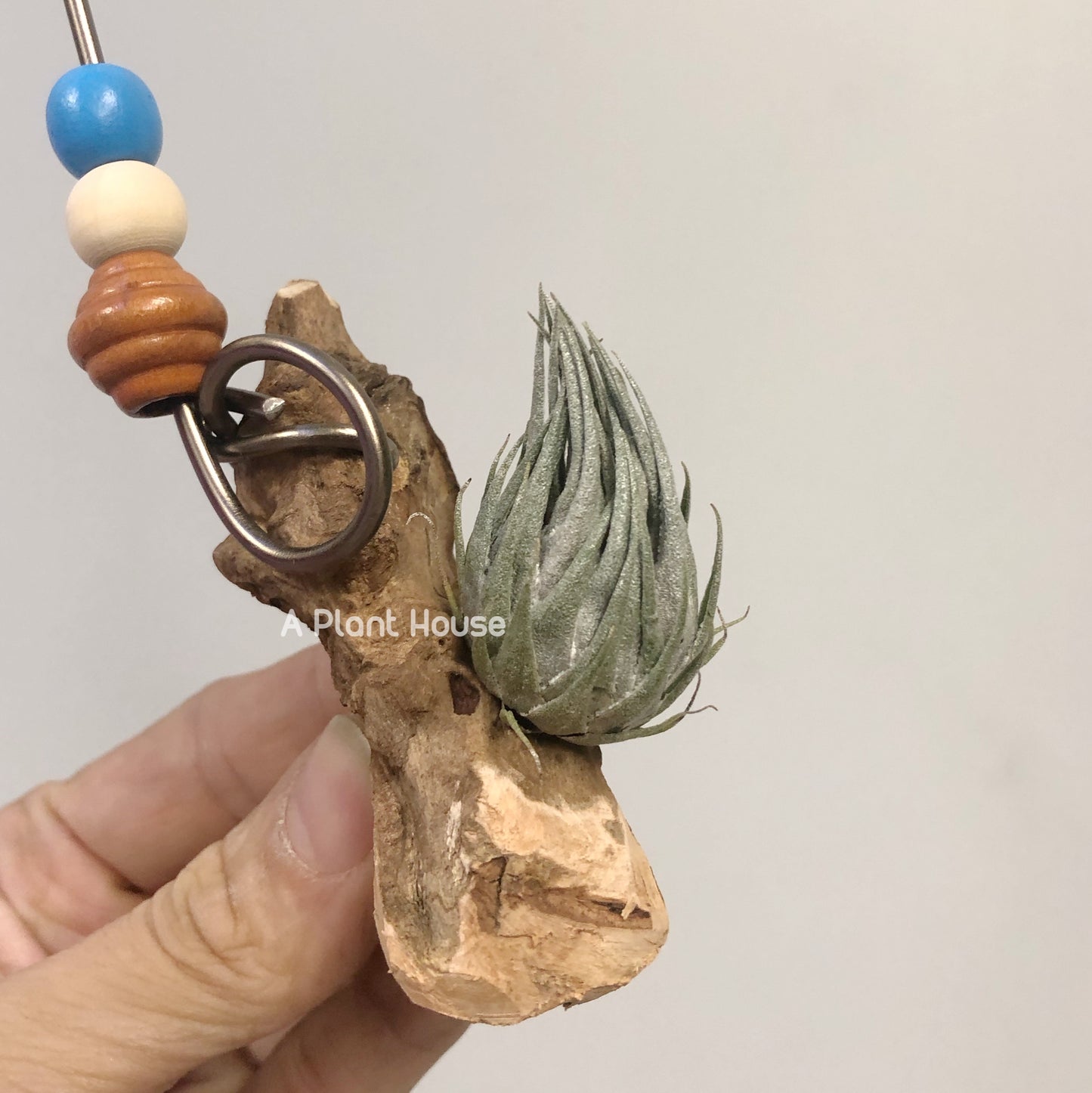 Tillandsia Kautskyi