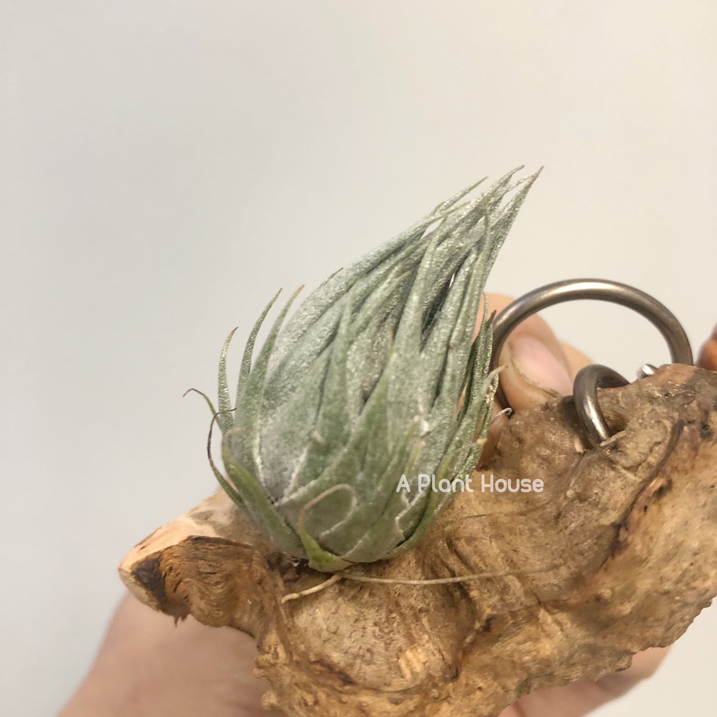 Tillandsia Kautskyi
