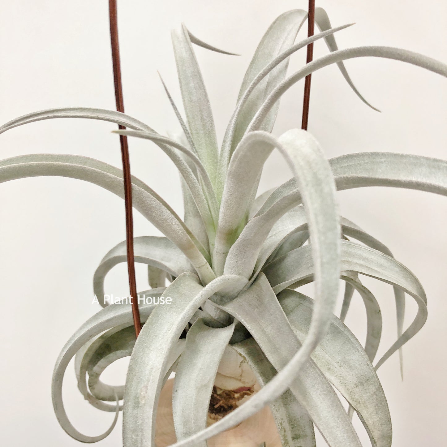 Tillandsia Miami Magic