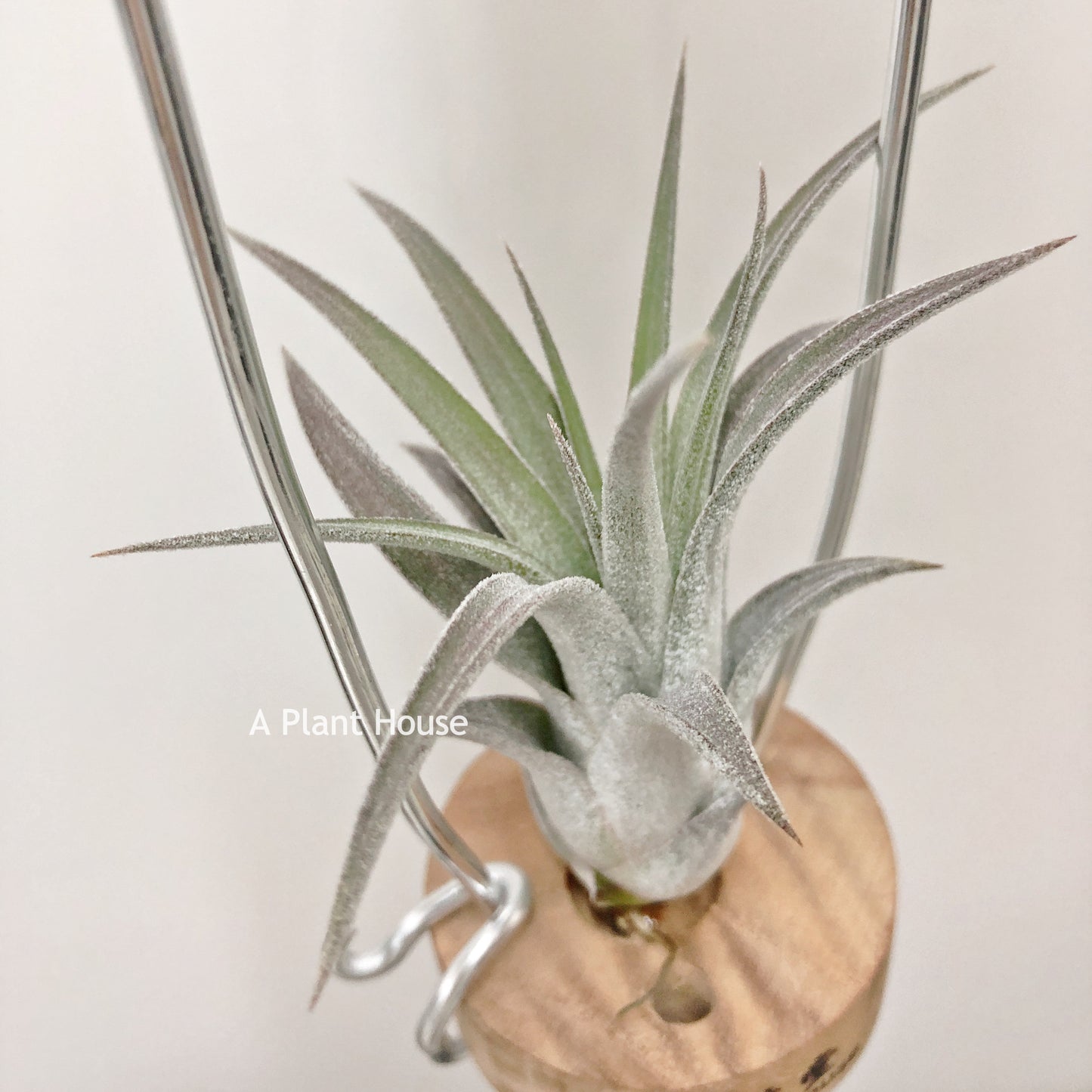 Tillandsia Silver Trinket