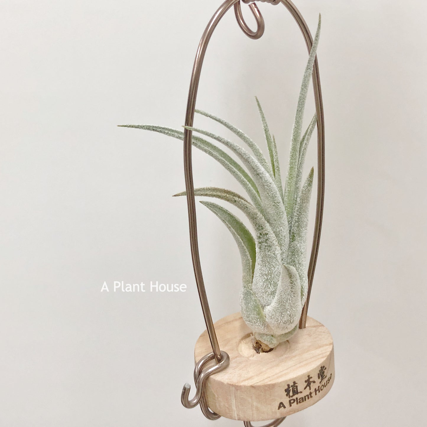 Tillandsia Bird Rock Symmetry