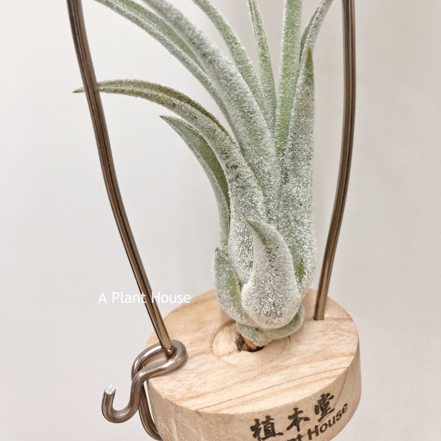 Tillandsia Bird Rock Symmetry