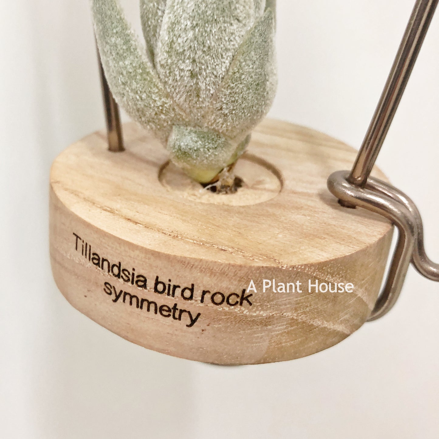 Tillandsia Bird Rock Symmetry