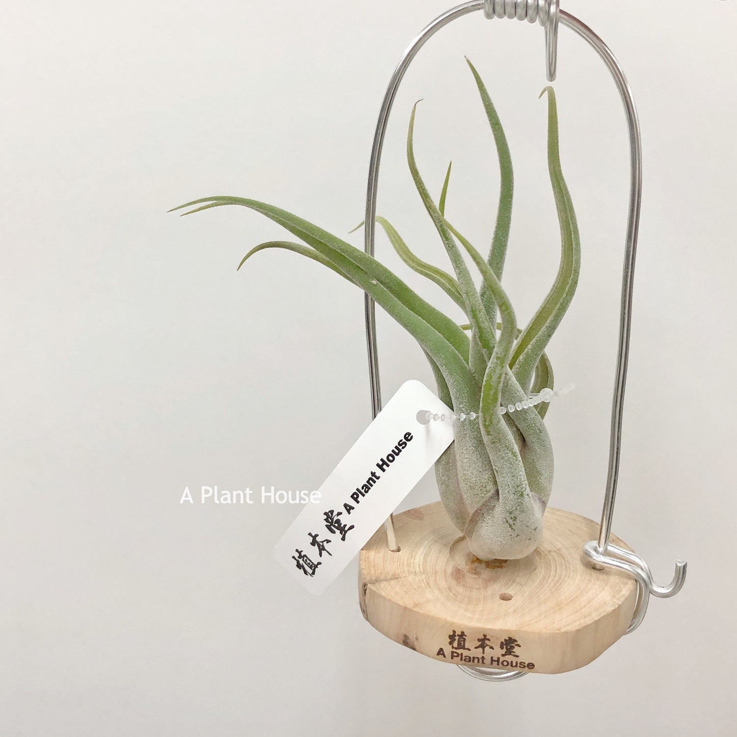 Tillandsia Caput-Medusae
