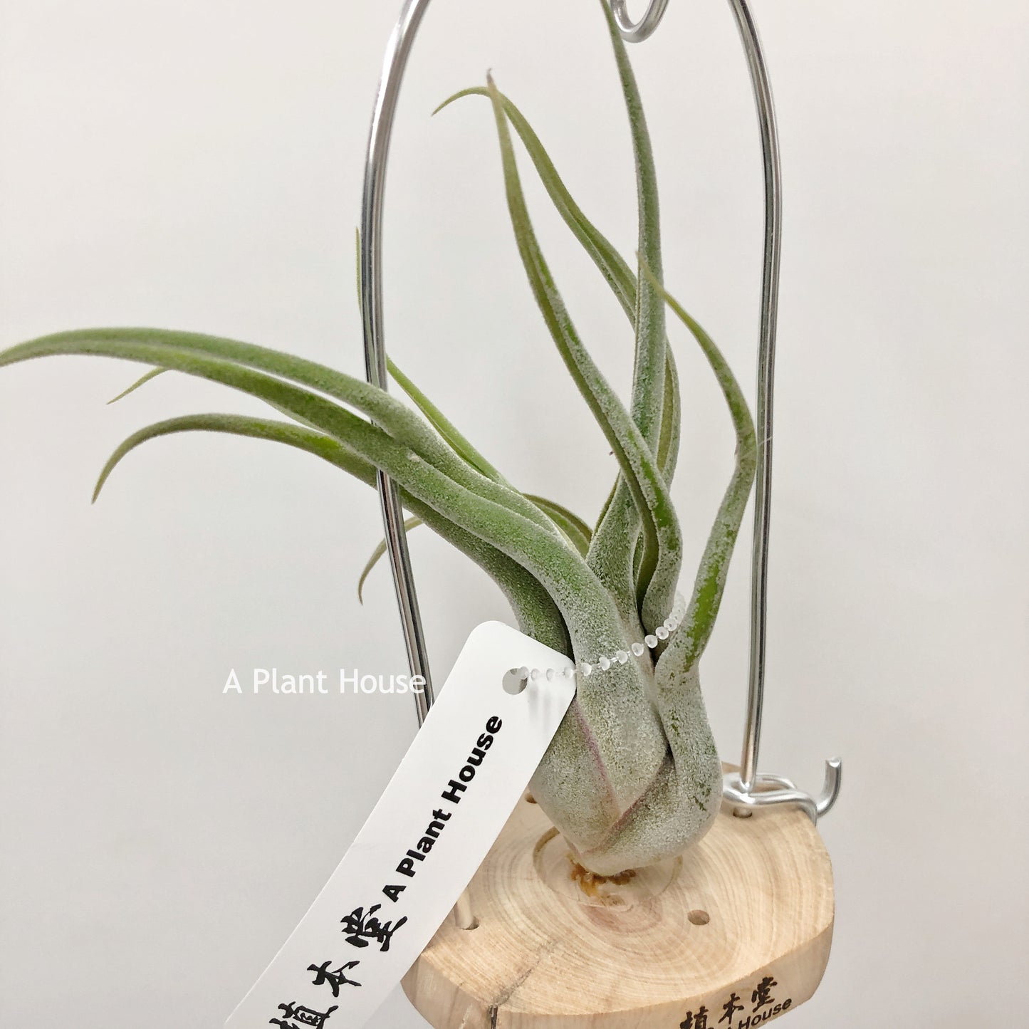 Tillandsia Caput-Medusae