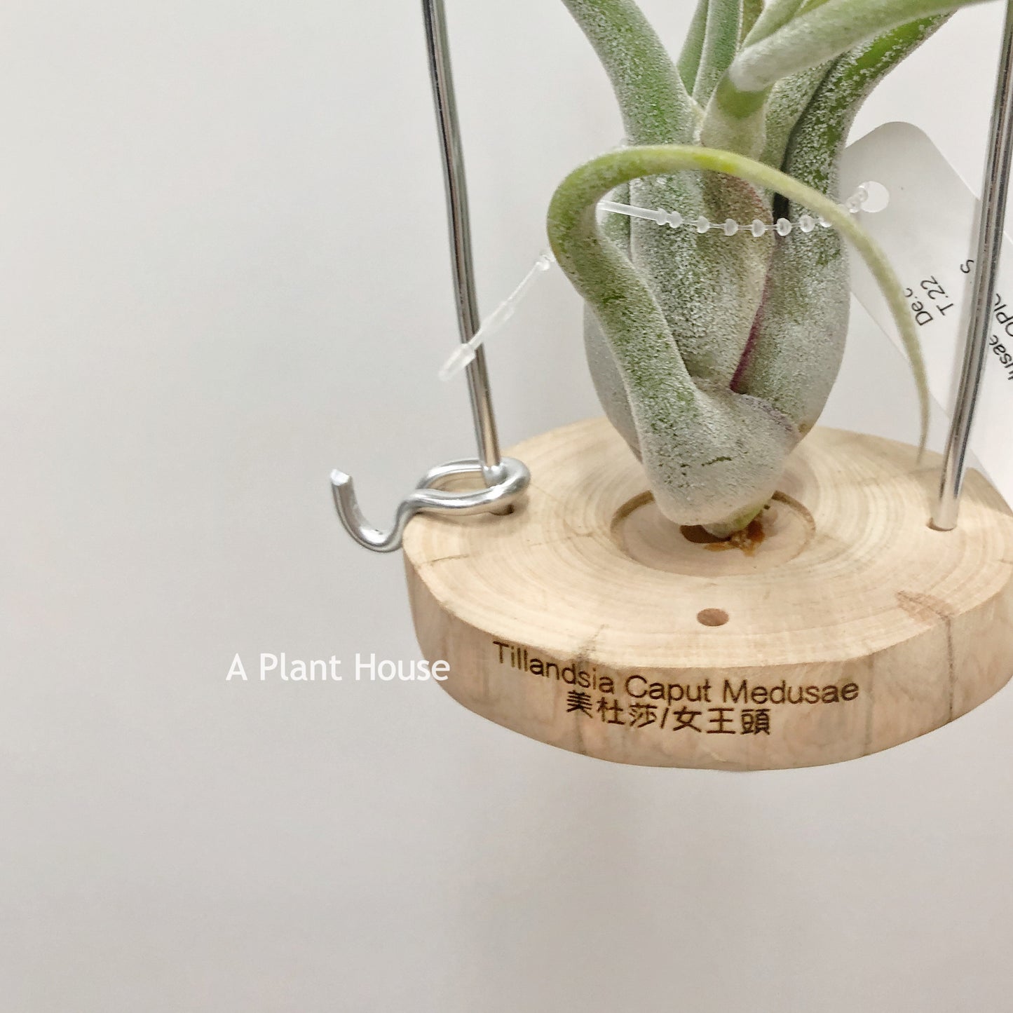 Tillandsia Caput-Medusae