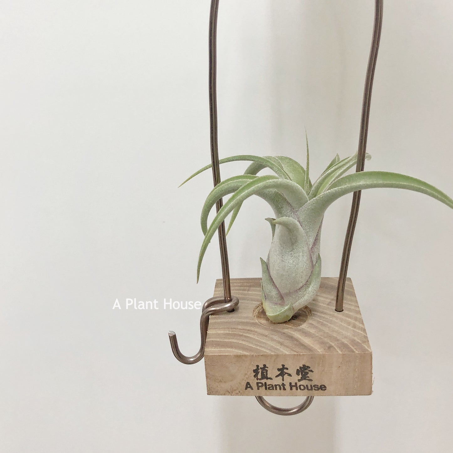Tillandsia Standing By