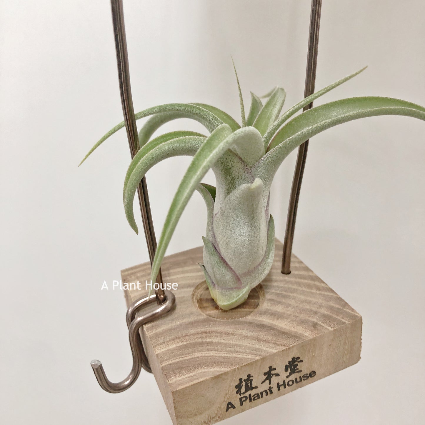 Tillandsia Standing By