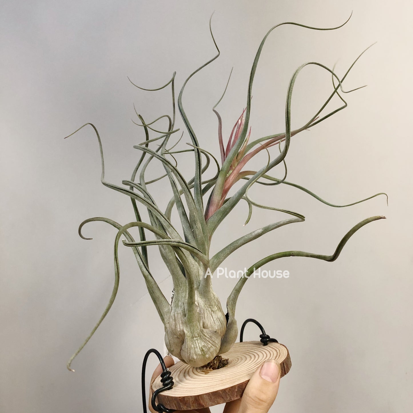 Tillandsia Instant Gratitication