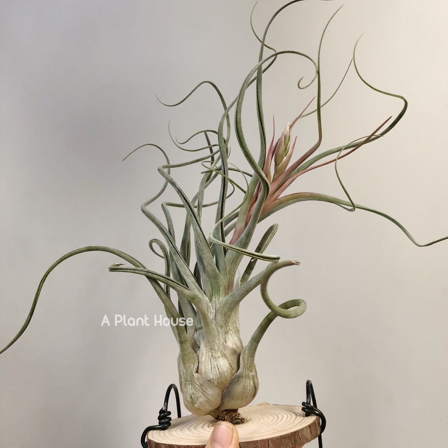 Tillandsia Instant Gratitication