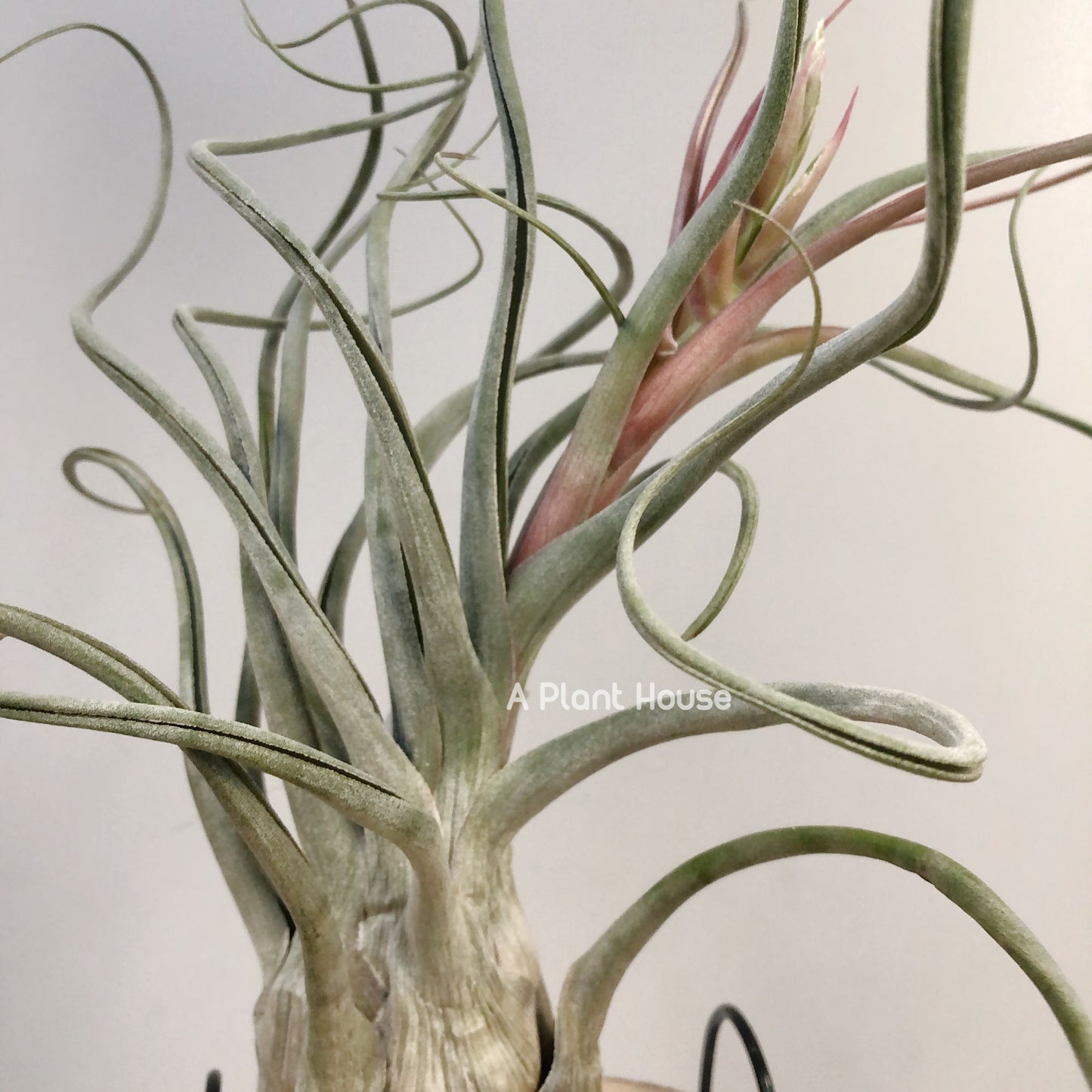 Tillandsia Instant Gratitication