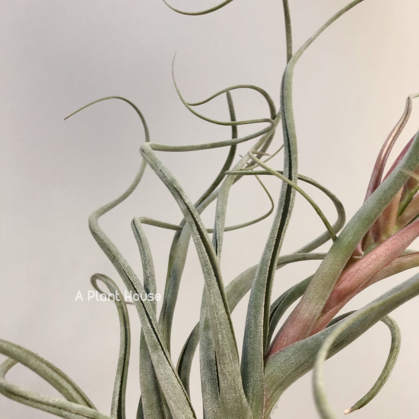 Tillandsia Instant Gratitication