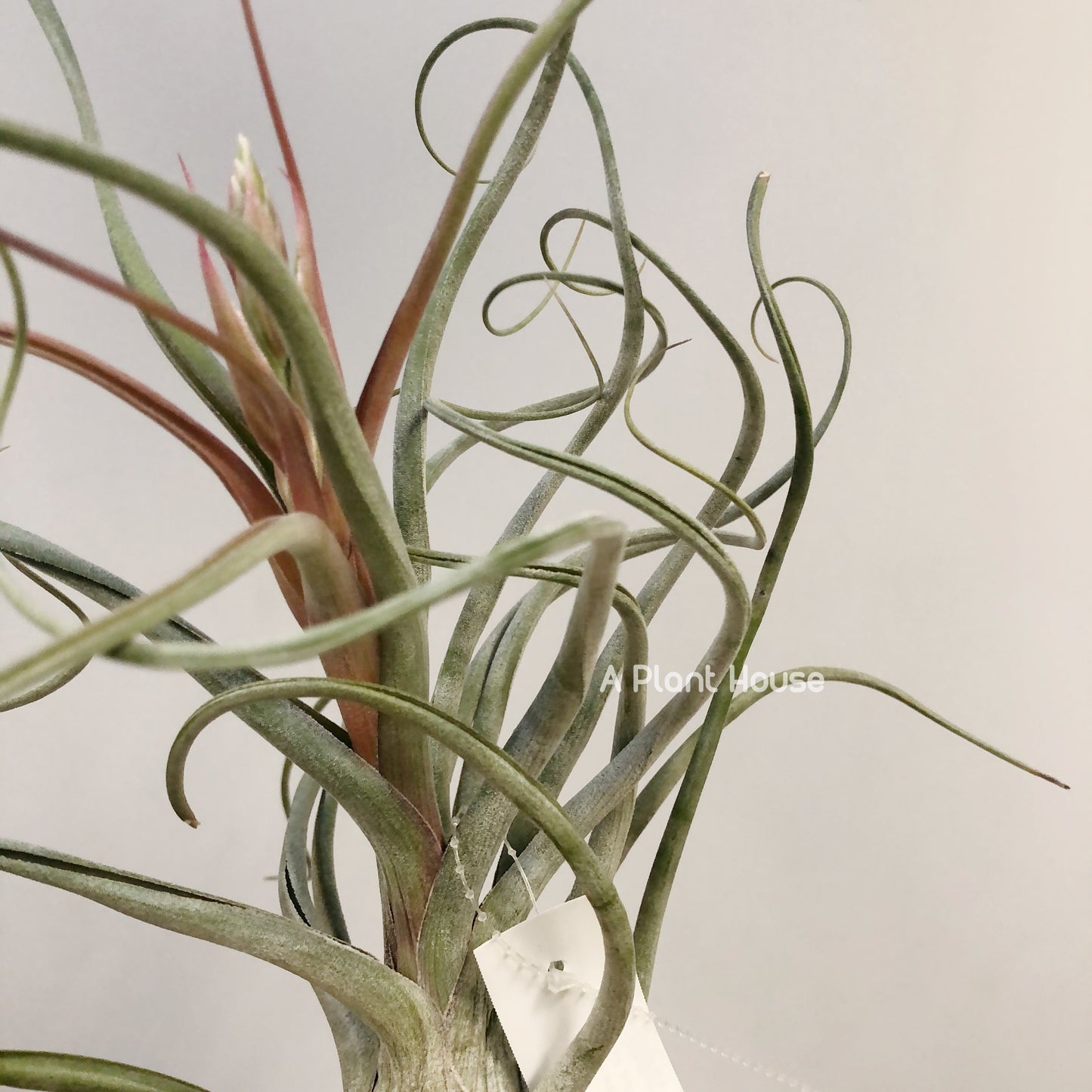 Tillandsia Instant Gratitication