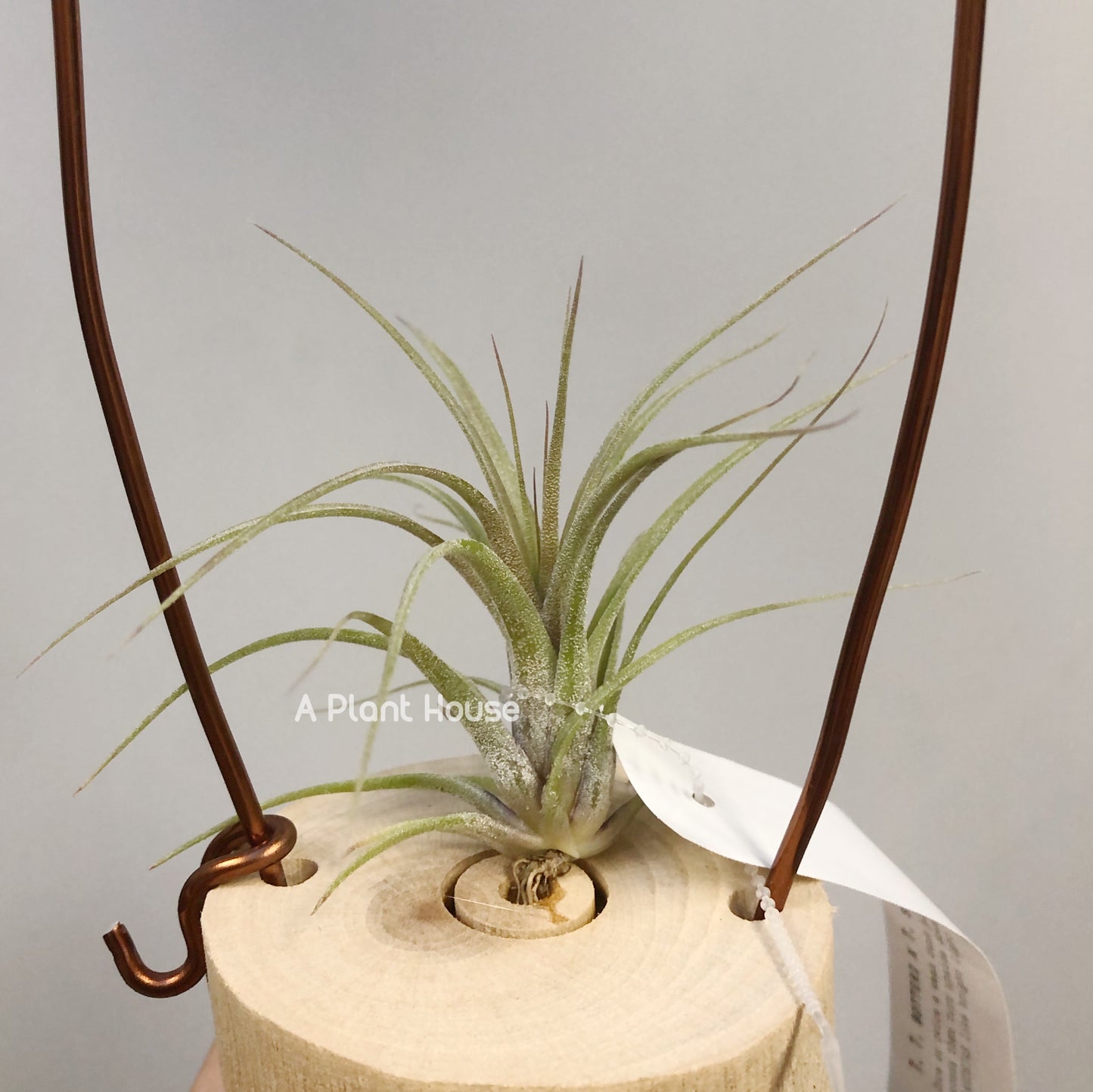 Tillandsia Botteri x Streptophylla