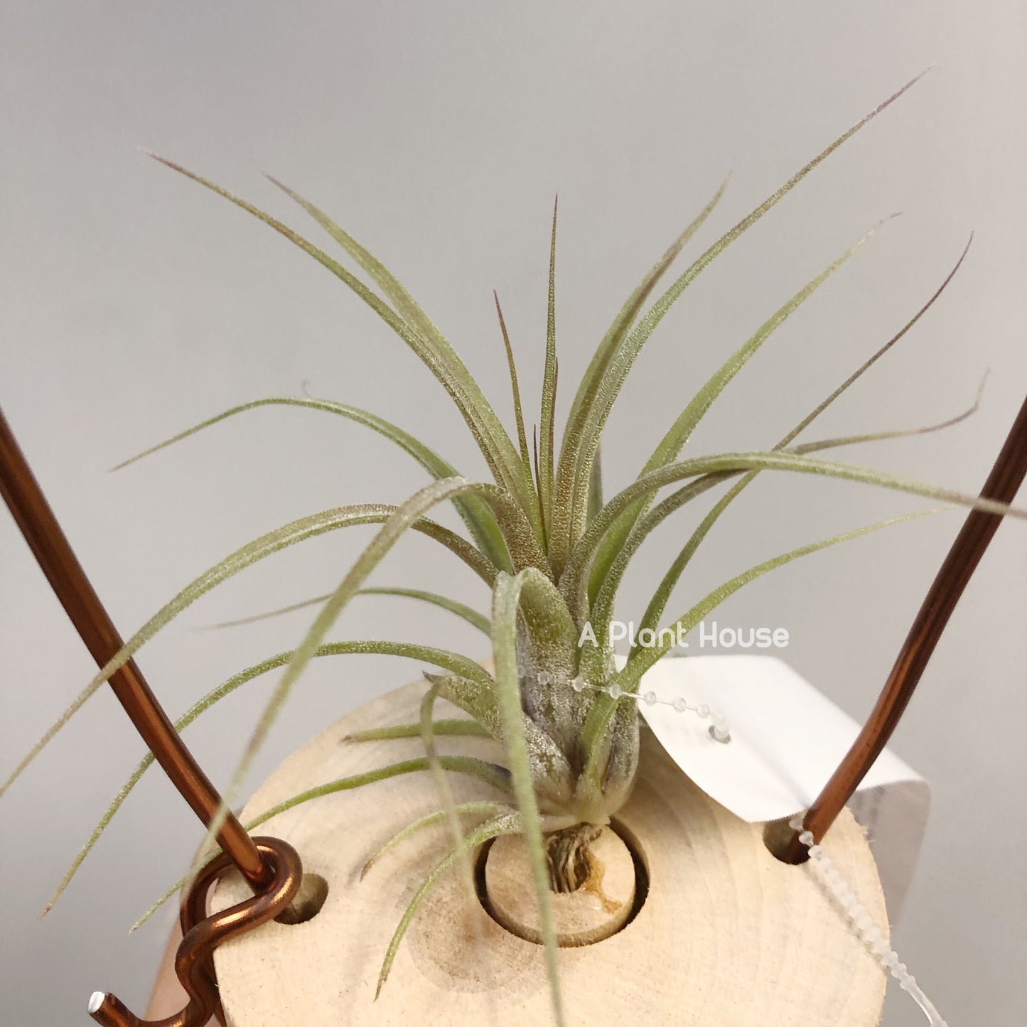 Tillandsia Botteri x Streptophylla