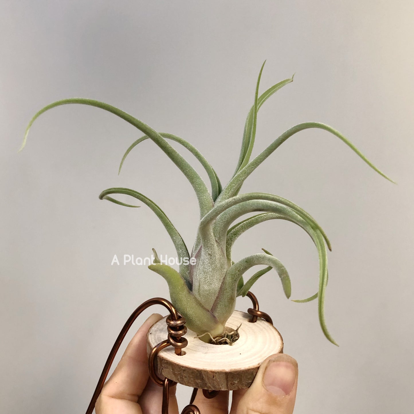 Tillandsia Caput-Medusae Sonoran Snow