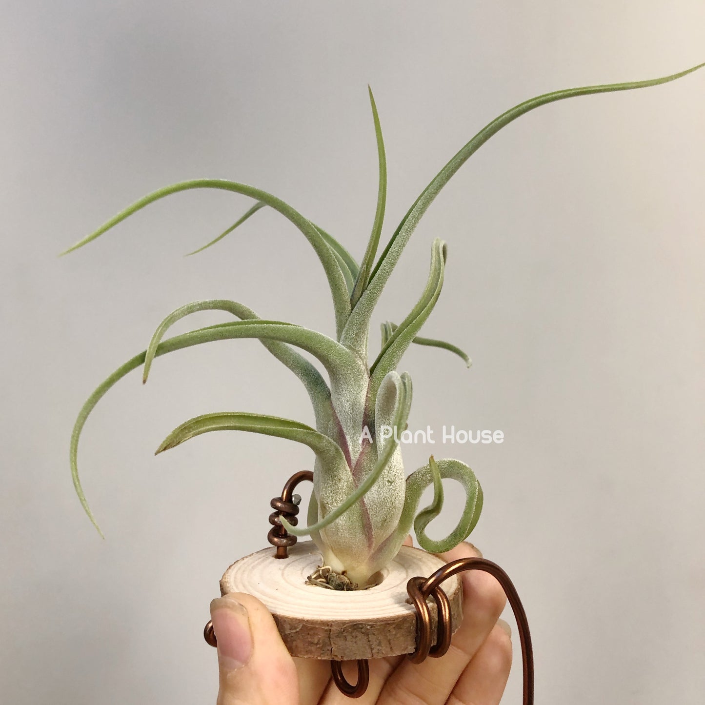 Tillandsia Caput-Medusae Sonoran Snow